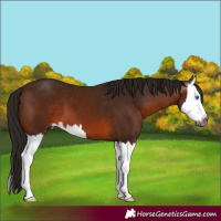 Horse Color:Gray Bay Splash 