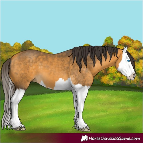 Horse Color:Buckskin Splash 
