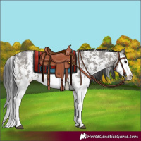 Horse Color:Grullo Sabino Splash  and Grullo Sabino Splash 