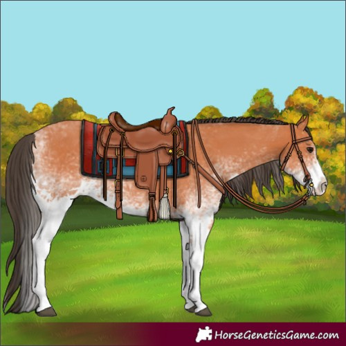 Horse Color:White Spotted Bay Splash