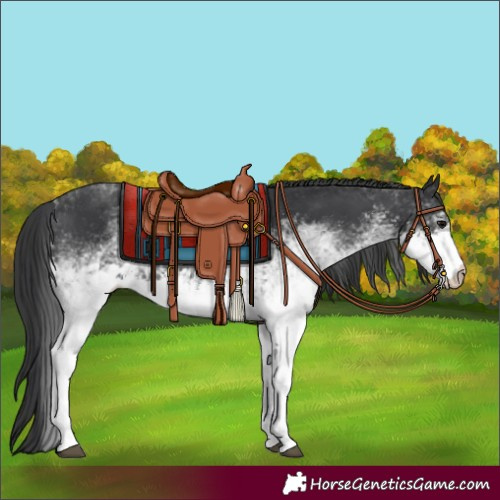 Horse Color:White Spotted Black