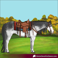 Horse Color:White Spotted Black 