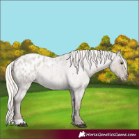 Horse Color:Silver Grullo Roan Appaloosa 