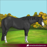 Horse Color:Black 