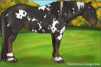 Horse Color:White Spotted Liver Chestnut 