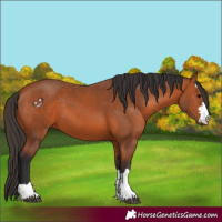 Horse Color:Bay 