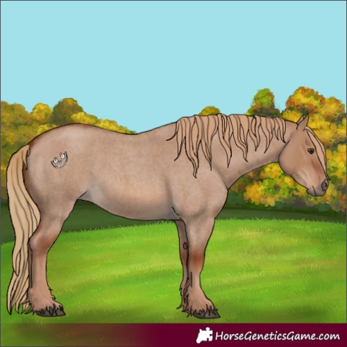 Horse Color:Red Dun Roan 