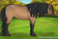 Horse Color:Brown Dun 