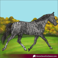 Horse Color:Liver Chestnut  and Liver Chestnut Appaloosa 