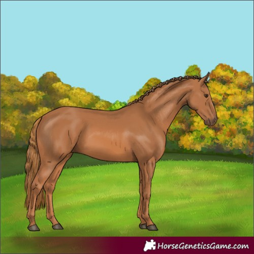 Horse Color:Chestnut 