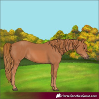 Horse Color:Chestnut 