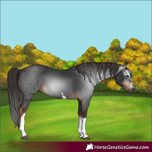 Horse Color:Gray White Spotted Liver Chestnut 