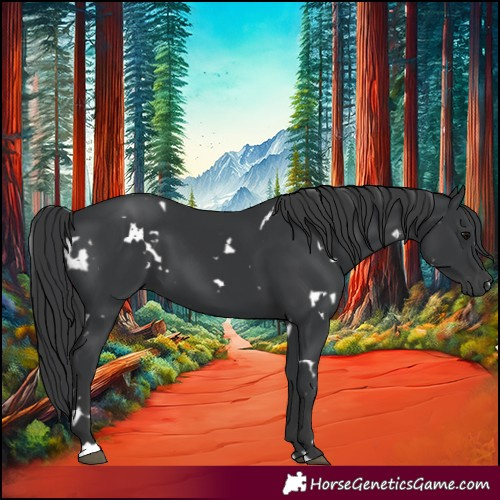 Horse Color:White Spotted Black 