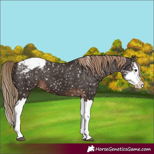 Horse Color:Liver Chestnut Sabino Splash Appaloosa 