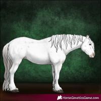 Horse Color:Liver Chestnut Sabino Splash Appaloosa 