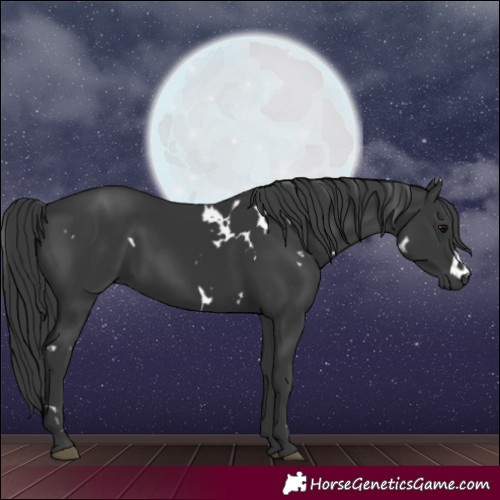 Horse Color:White Spotted Black 