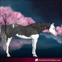 Horse Color:Black Splash Appaloosa 
