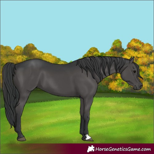 Horse Color:Black 
