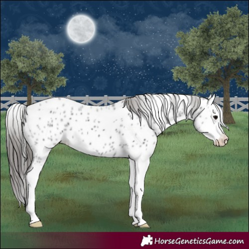Horse Color:Black Splash Appaloosa 