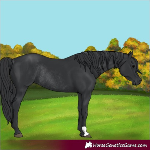Horse Color:Black Rabicano 