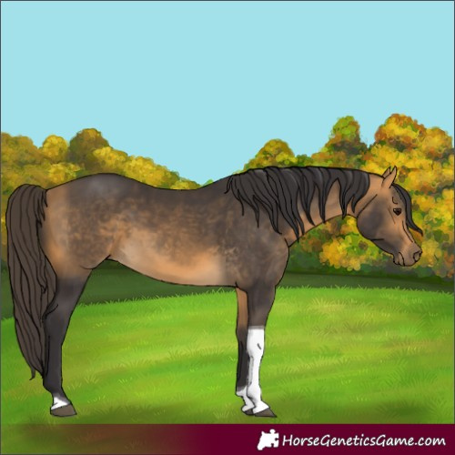 Horse Color:Buckskin Tobiano 