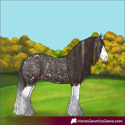 Horse Color:Liver Chestnut Sabino Splash Appaloosa