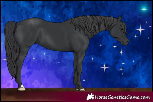 Horse Color:Black 