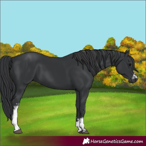 Horse Color:White Spotted Black 