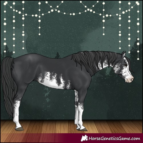 Horse Color:White Spotted Black 