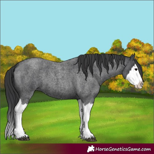 Horse Color:Blue Roan Splash 