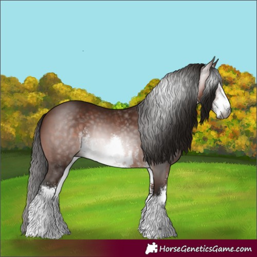 Horse Color:Gray White Spotted Bay 