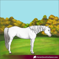 Horse Color:Liver Chestnut Sabino Splash Snowcap 