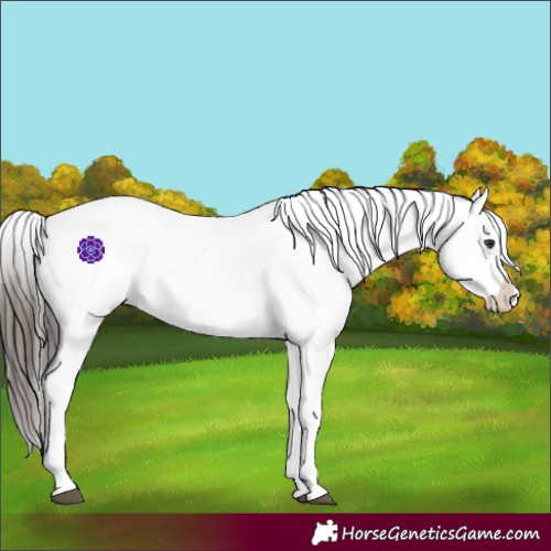 Horse Color:Liver Chestnut Sabino Splash Snowflake Varnish