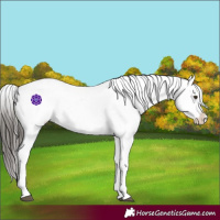 Horse Color:Liver Chestnut Sabino Splash Snowflake Varnish