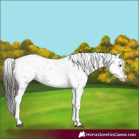 Horse Color:Liver Chestnut Sabino Splash Appaloosa 