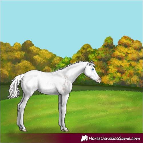 Horse Color:Silver Black Sabino Splash Appaloosa 