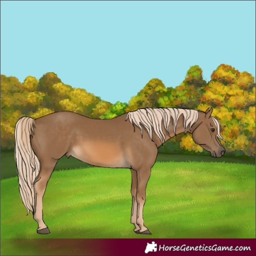 Horse Color:Chocolate Palomino 