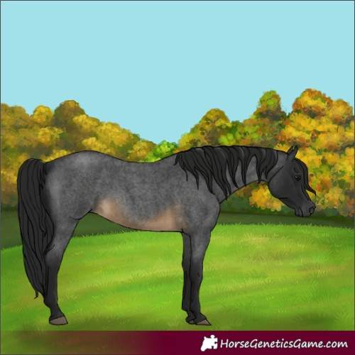 Horse Color:Gray Buckskin Roan