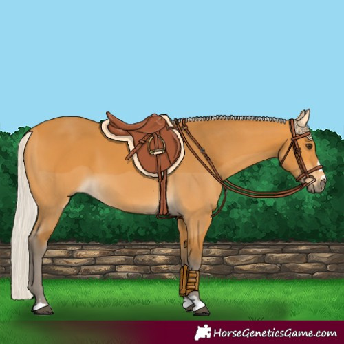 Horse Color:Silver Buckskin 