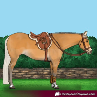 Horse Color:Silver Buckskin 