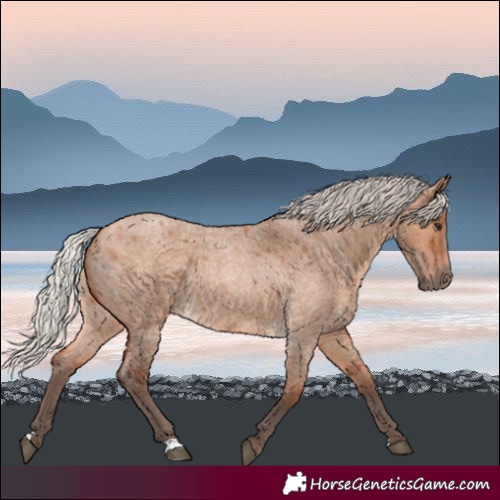 Horse Color:Silver Bay Roan Dun
