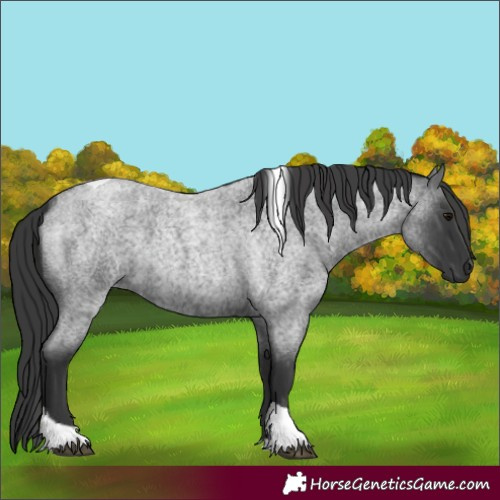 Horse Color:Blue Roan Tobiano 