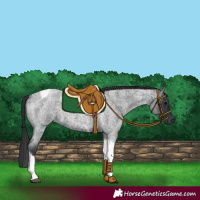 Horse Color:Blue Roan Tobiano 