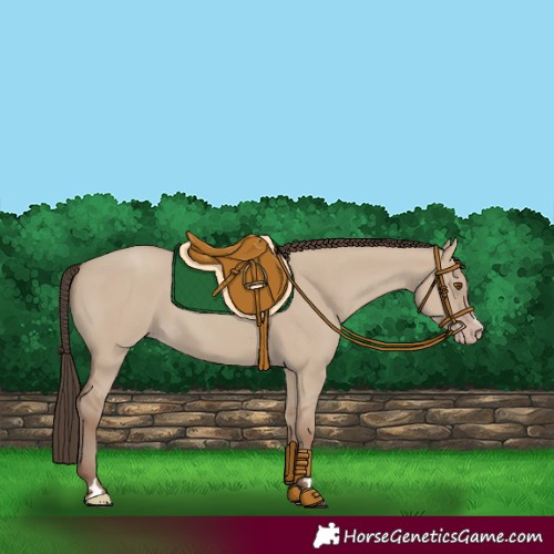 Horse Color:Classic Champagne Dun 