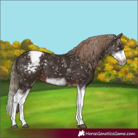 Horse Color:Liver Chestnut Sabino Splash Frame Appaloosa 