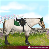 Horse Color:Buckskin Roan Dun 