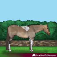 Horse Color:Buckskin Dun Tobiano 