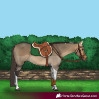 Horse Color:Buckskin Dun Tobiano 