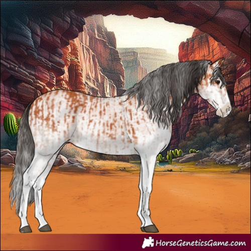 Horse Color:White Spotted Bay Splash  and White Spotted Bay Roan Splash 