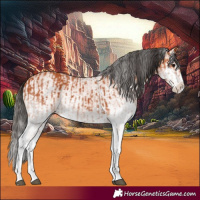 Horse Color:White Spotted Bay Splash and White Spotted Bay Roan Splash